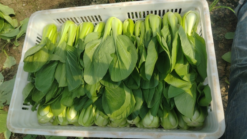 精品小油菜市场货食堂货电商货
