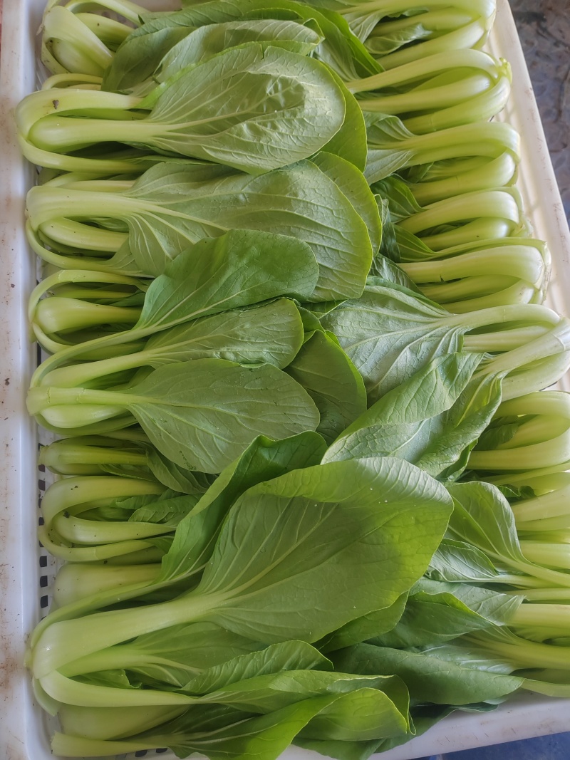 精品小油菜市场货食堂货电商货