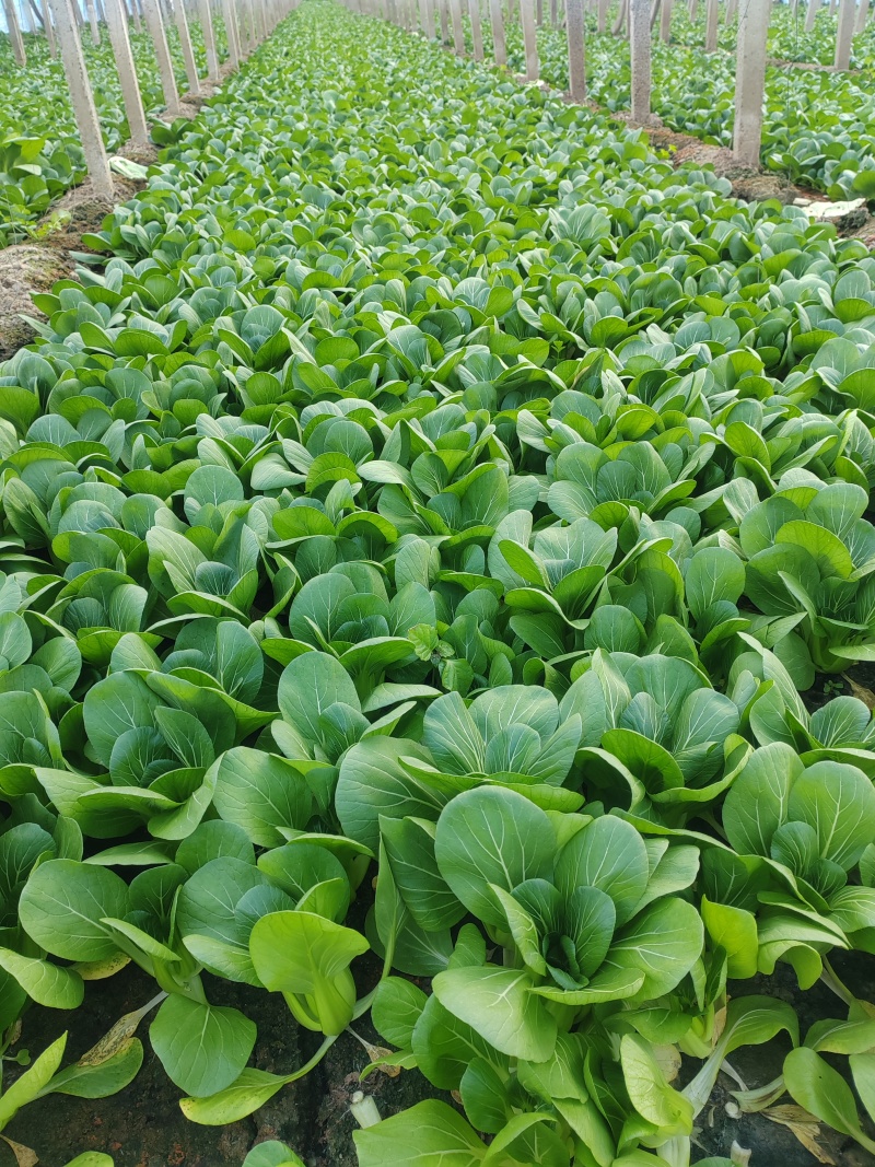 精品小油菜市场货食堂货电商货