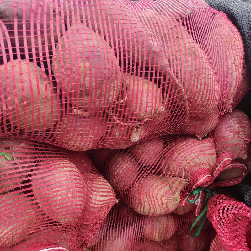 山东临沂莒南，花叶二代贵妃紫，四两以上光滑大头加工厂货，