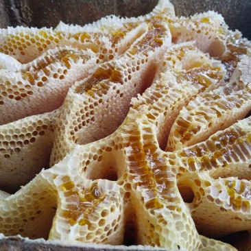 一年割一次的高山蜂蜜