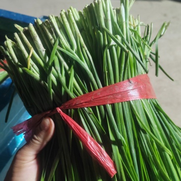 精品韭菜市场货食堂货电