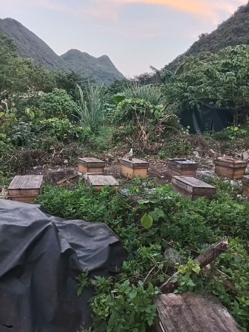 古树流蜜的琥珀黄金，百年龙眼古树蜜源，酿造***蜂蜜！