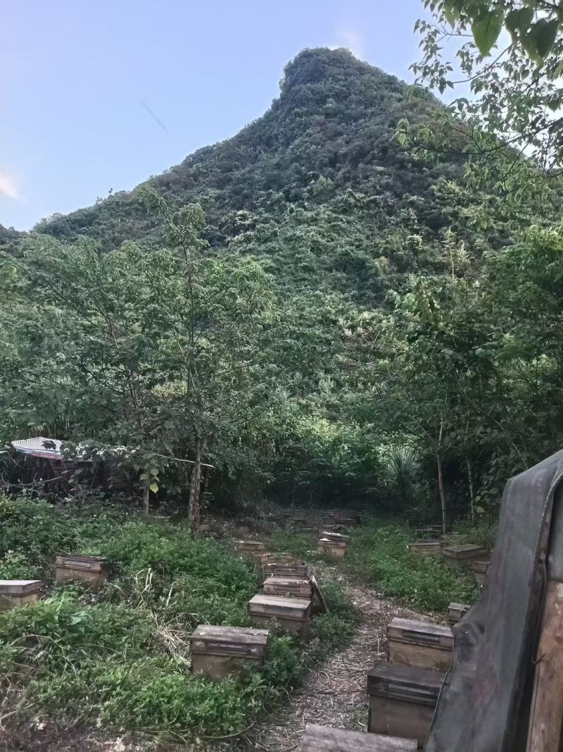 古树流蜜的琥珀黄金，百年龙眼古树蜜源，酿造***蜂蜜！