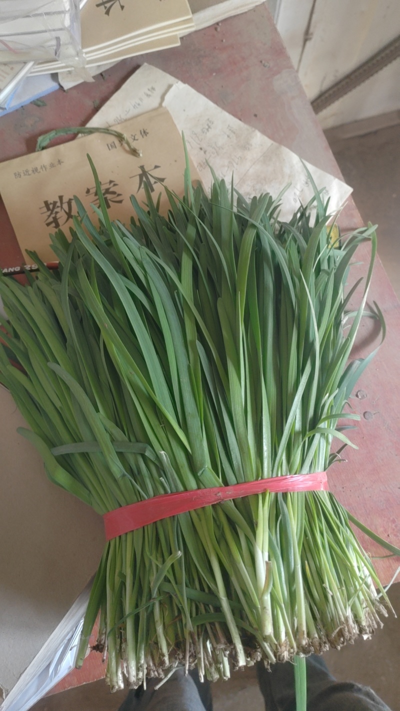精品韭菜市场货食堂货电