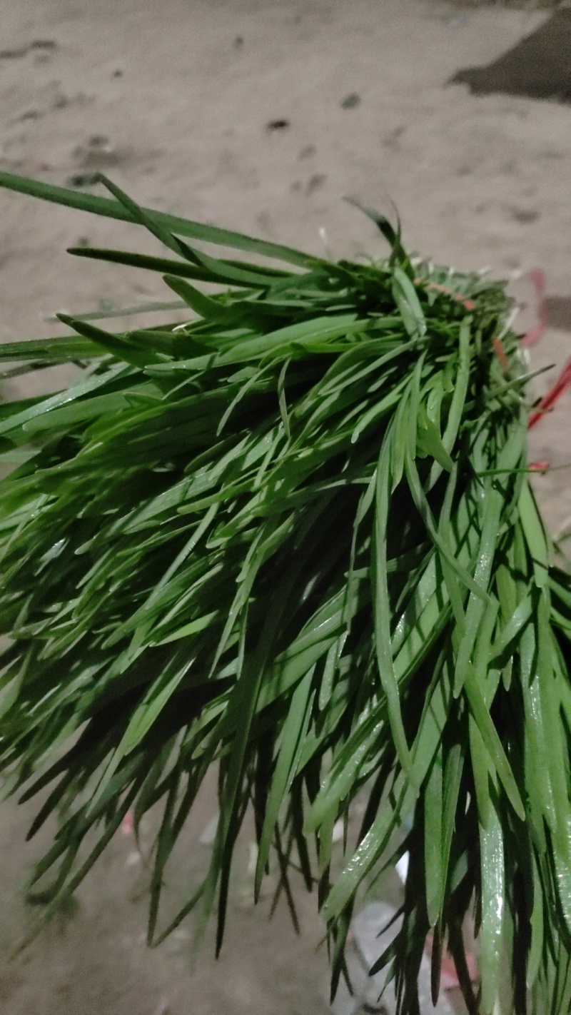 精品韭菜市场货食堂货电