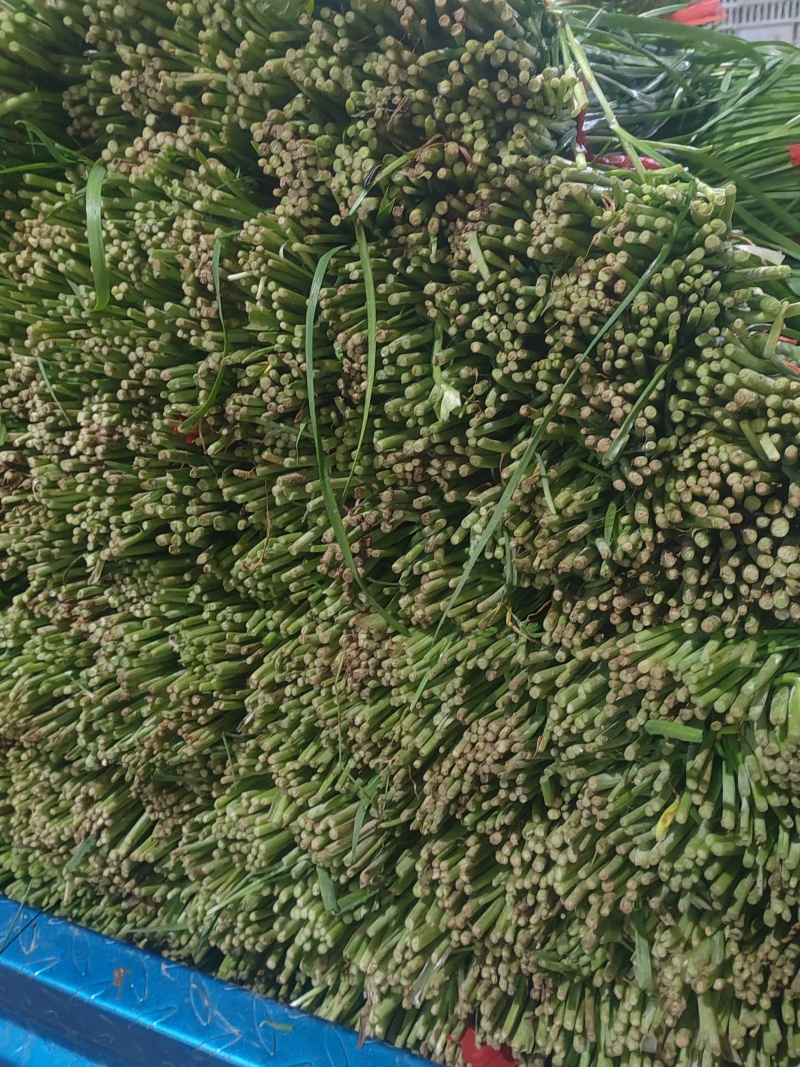 精品韭菜市场货食堂货电