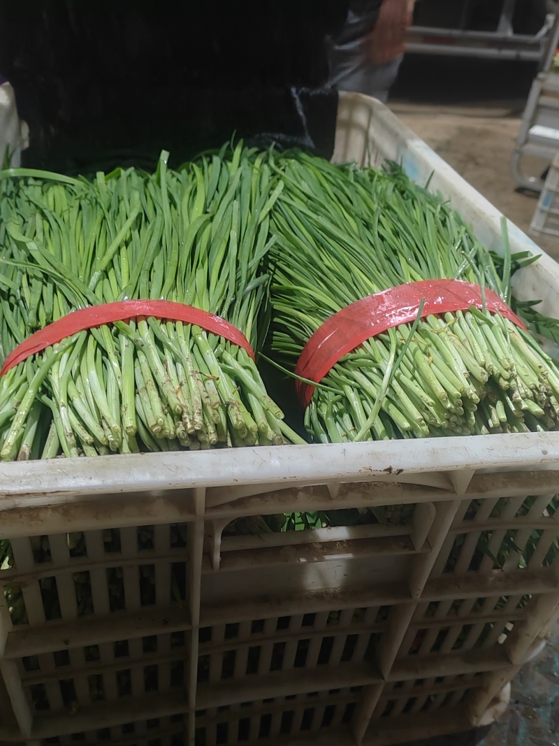精品韭菜市场货食堂货电
