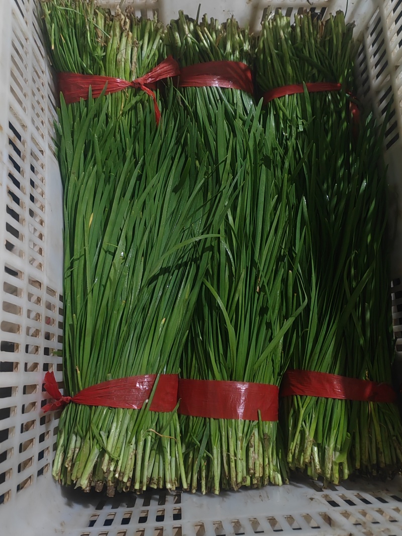 精品韭菜市场货食堂货电