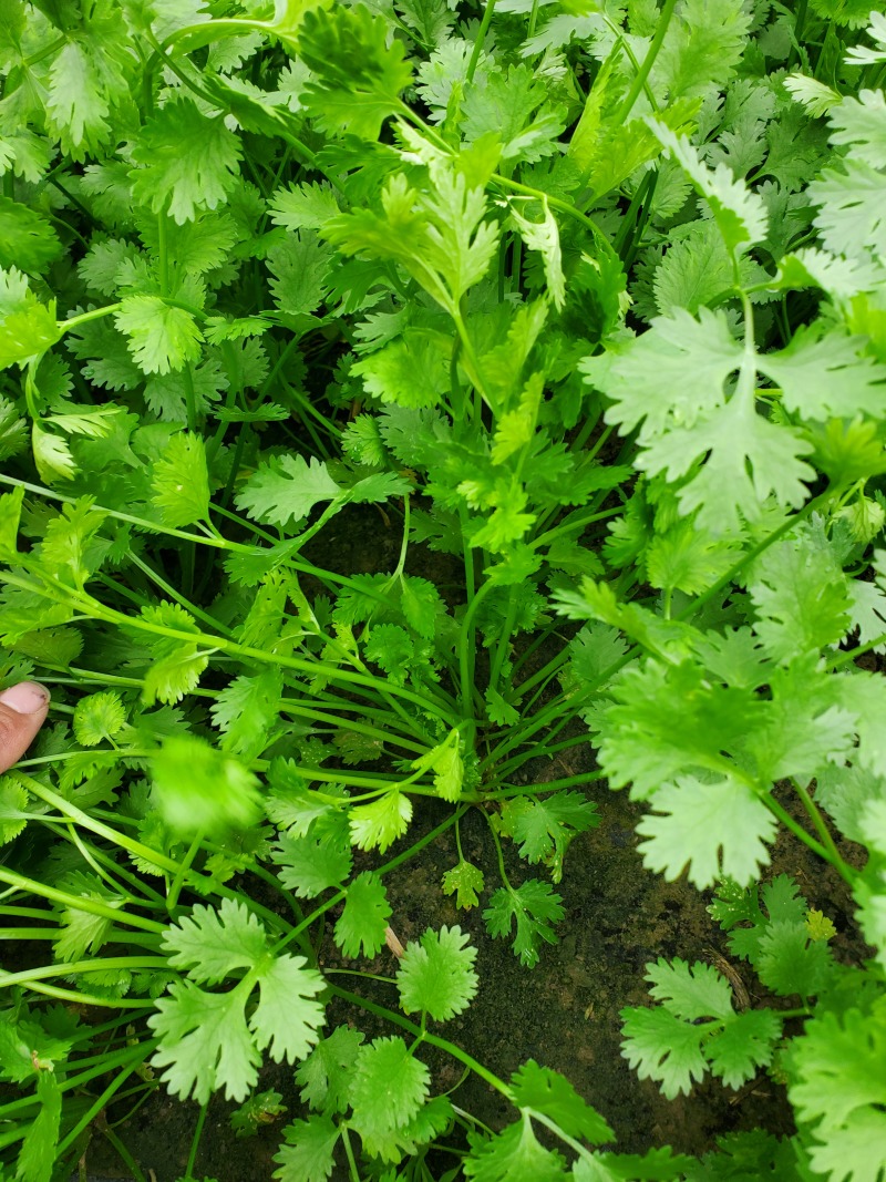 铁杆青香菜