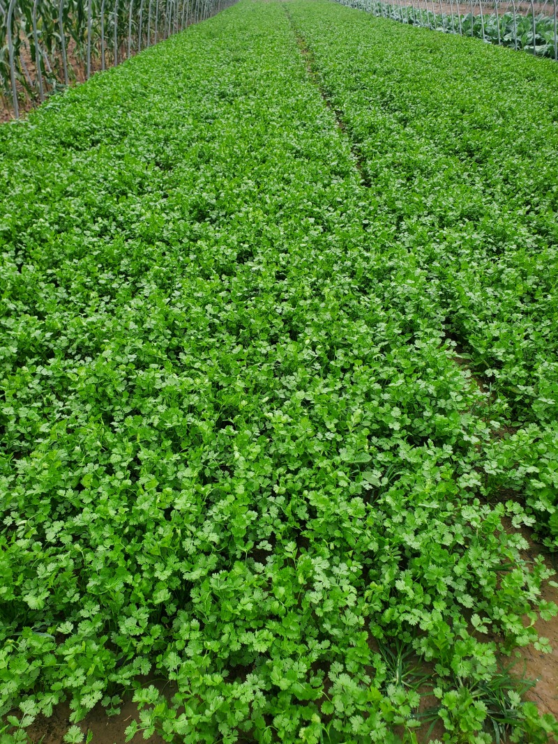 铁杆青香菜