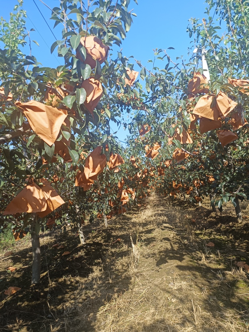 中华丑梨烟台产地直供皮薄肉厚品质保证全国发货