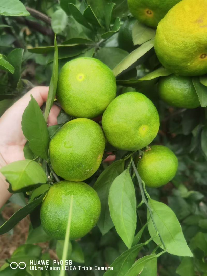 湖南石门县蜜橘