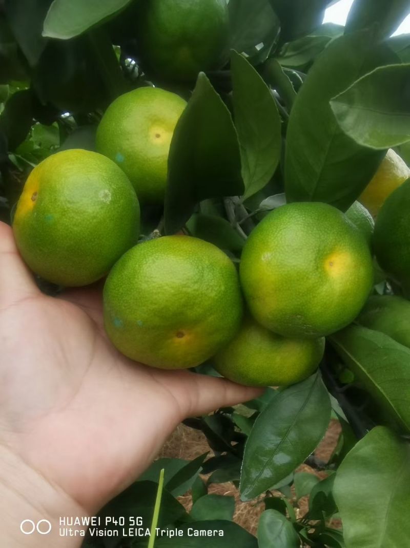 湖南石门县蜜橘