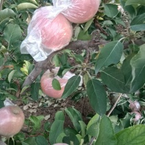 河南省郑州市冰糖心富士苹果脆甜多汁果面干净大量批发