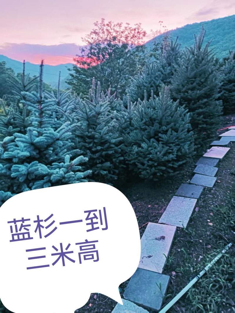 蓝杉品种纯，东北货源耐寒品质好，价格不贵，欢迎洽谈。