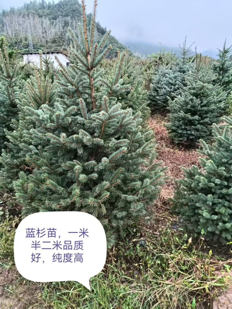 蓝杉品种纯，东北货源耐寒品质好，价格不贵，欢迎洽谈。