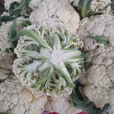 菜花徐州菜花即将大量上市，有需要的朋友联系