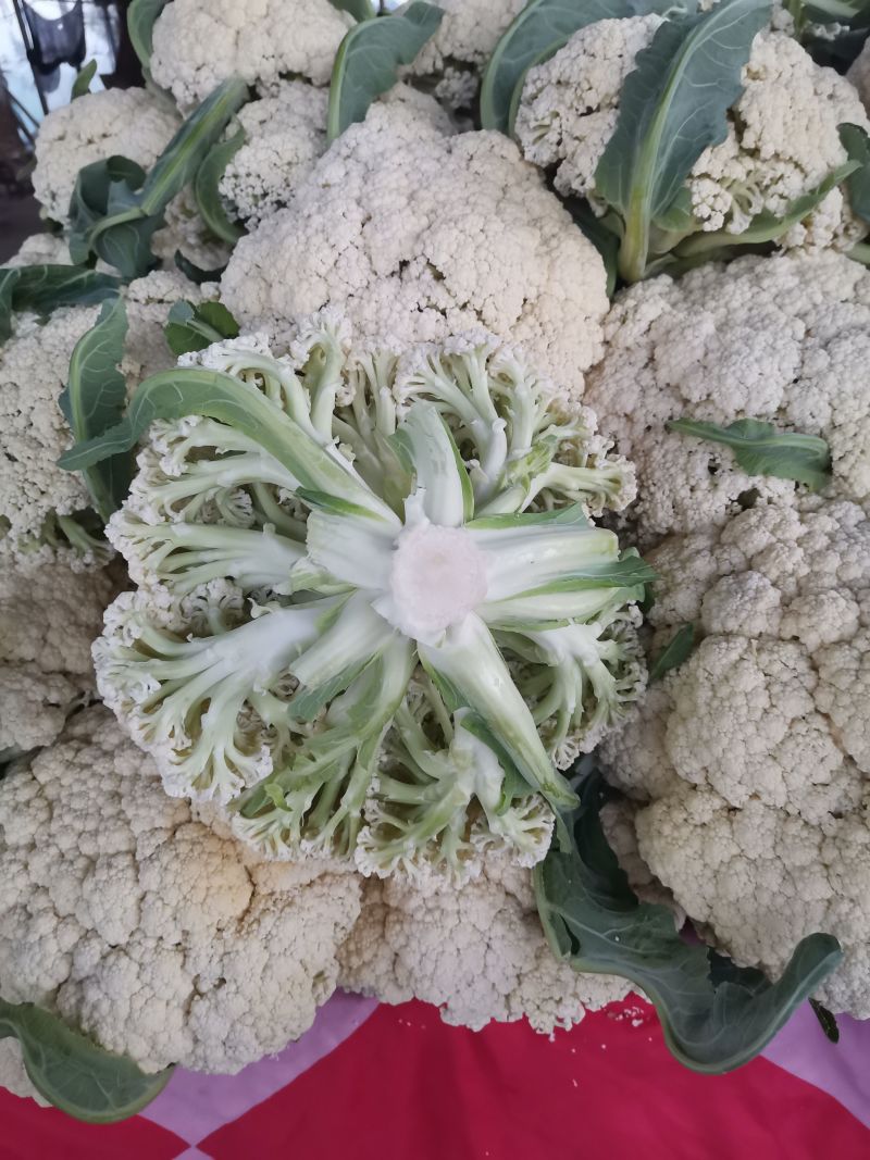 菜花徐州菜花即将大量上市，有需要的朋友联系