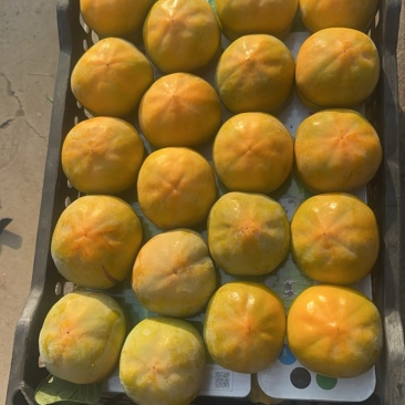 精品保定甜心脆柿，精品磨盘柿子
