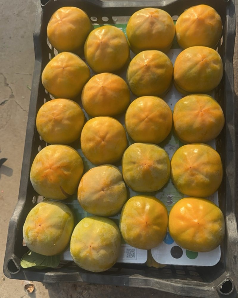 精品保定甜心脆柿，精品磨盘柿子