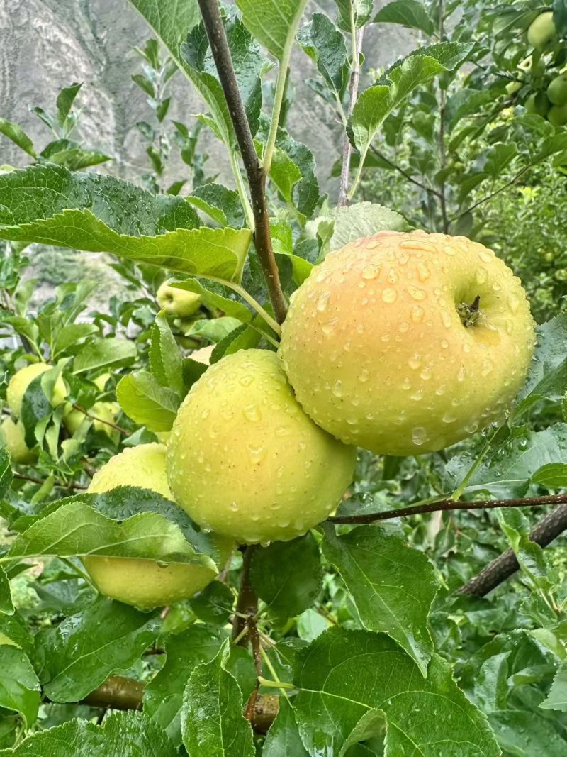 自家果园青苹果，