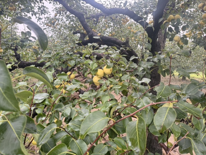 百年梨钱2百亩，核心产区砀山酥梨。单果克重，220克起