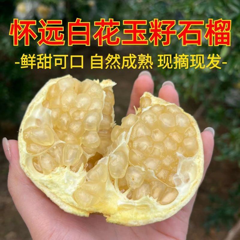 安徽怀远特产水果白玉玉石冰糖白色石榴一整箱硬籽石榴当季新