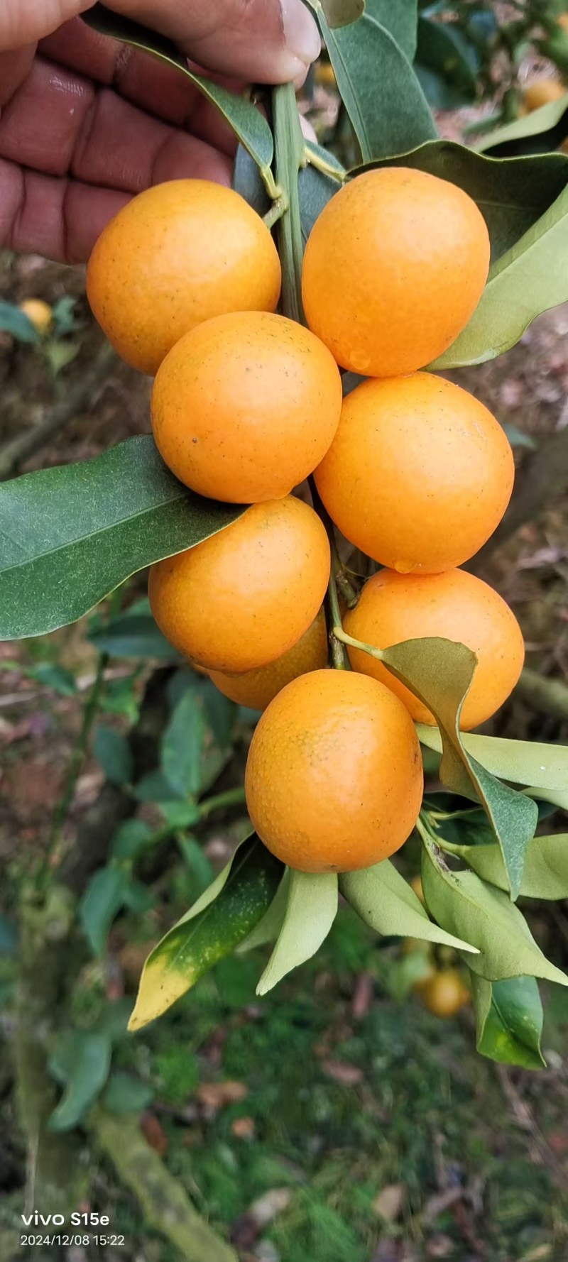 金桔