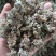 密蒙花干货中草药材密蒙花诚信经营中药材合作共赢