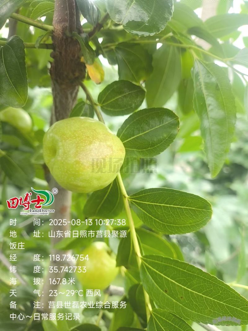 山东日照蟠枣种植基地已成熟，欢迎采购，对接电商