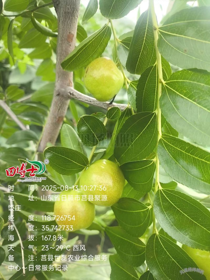 山东日照蟠枣种植基地已成熟，欢迎采购，对接电商