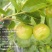 山东日照蟠枣种植基地已成熟，欢迎采购，对接电商