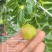 山东日照蟠枣种植基地已成熟，欢迎采购，对接电商