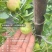 山东日照蟠枣种植基地已成熟，欢迎采购，对接电商