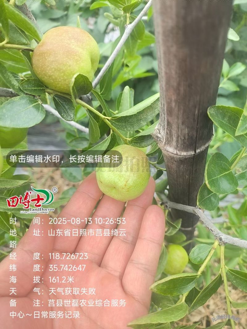 山东日照蟠枣种植基地已成熟，欢迎采购，对接电商