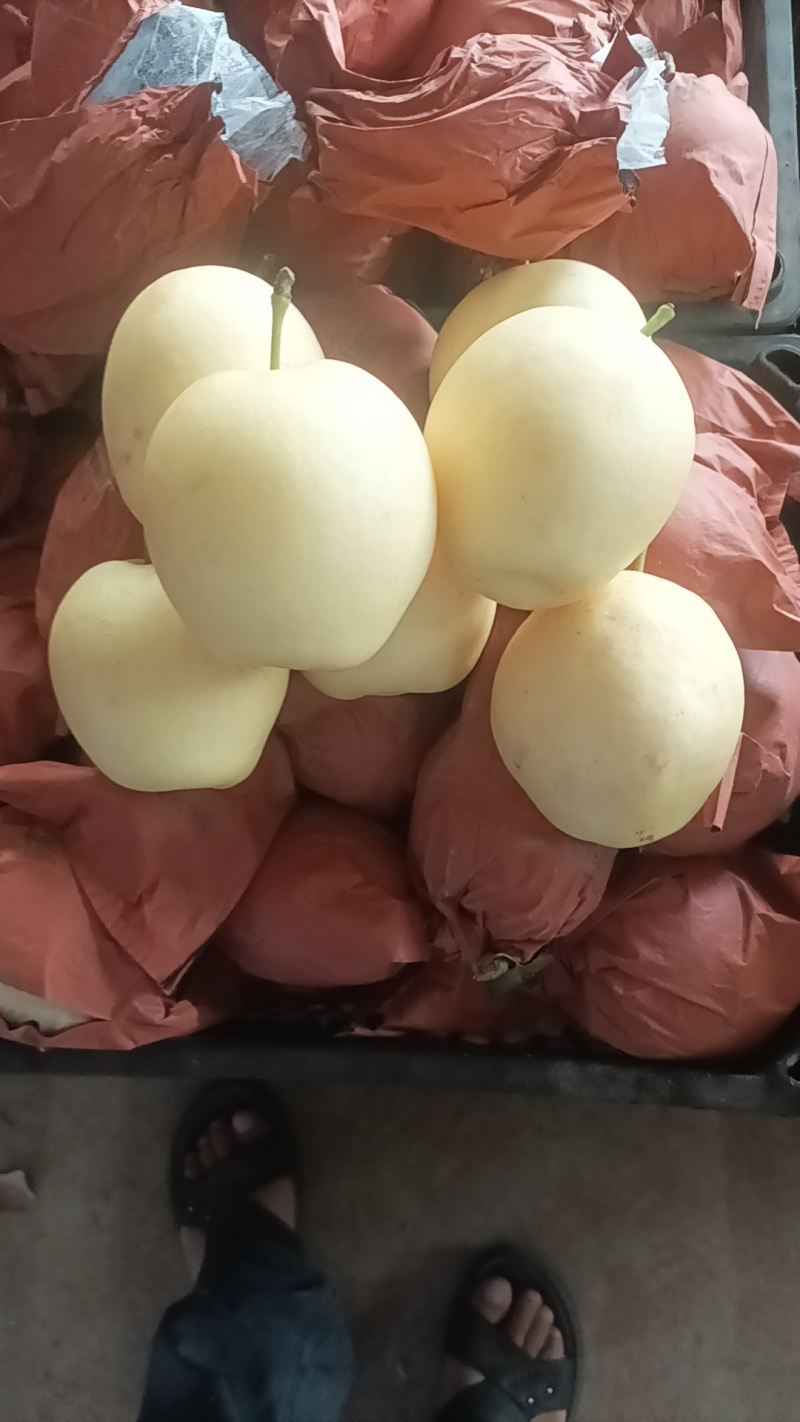 甘肃皇冠梨精品黄冠梨子新鲜水果产地直发脆甜多汁多规格可选