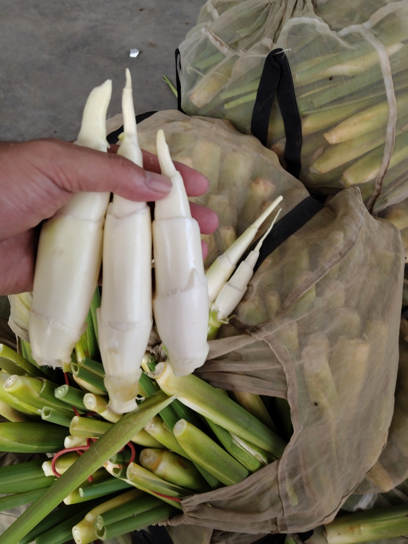 高山冷水茭，双季茭，单季茭，北京茭，新鲜采割