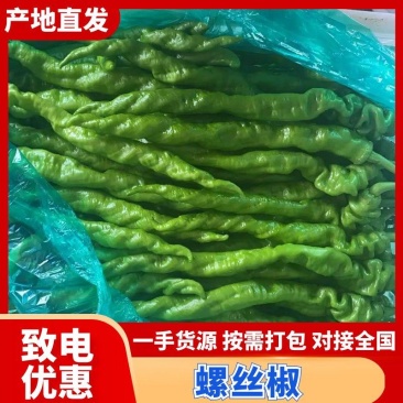 全裸螺丝椒货量充足对接市场批发电商辣椒线椒保质保量