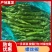 全裸螺丝椒货量充足对接市场批发电商辣椒线椒保质保量