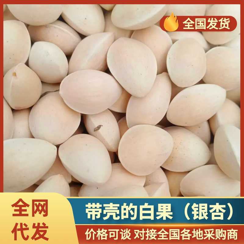 现货产地直供白果银杏(带壳)大量上市