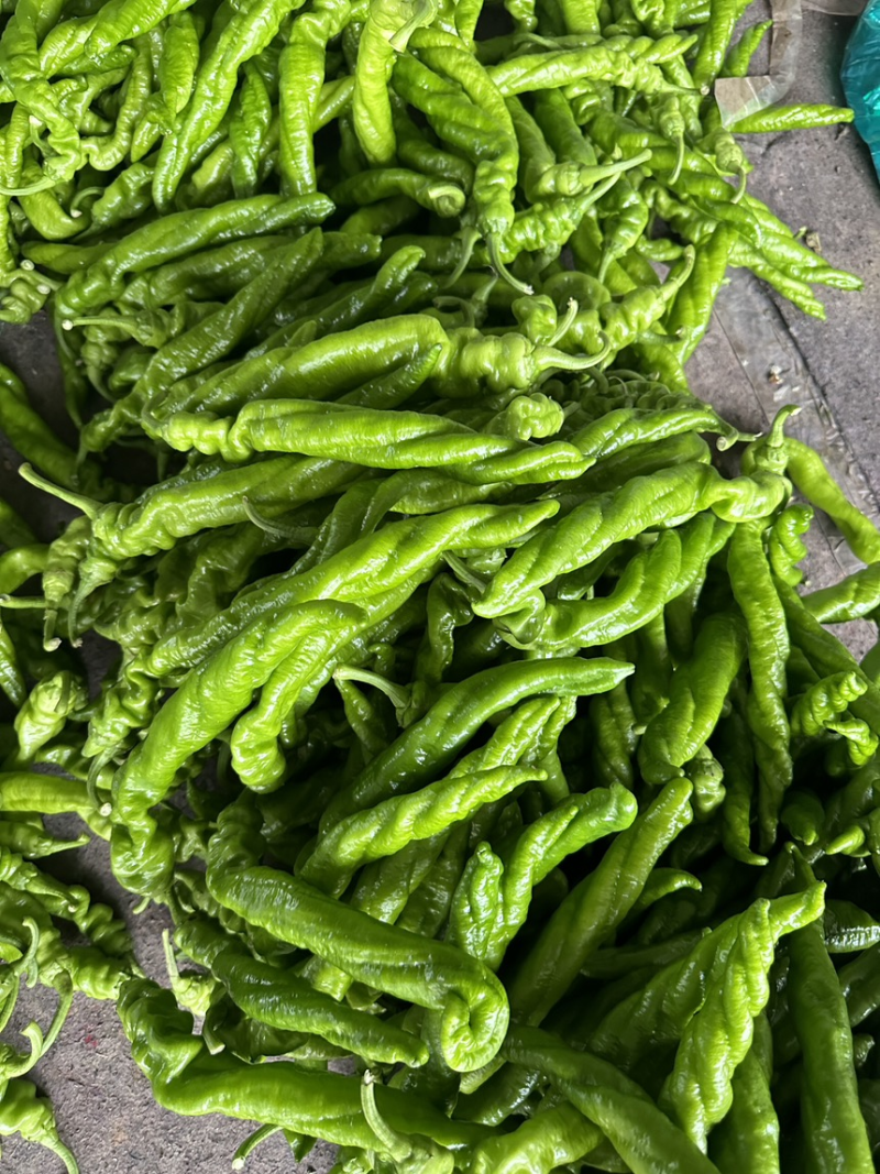 全裸螺丝椒货量充足对接市场批发电商辣椒线椒保质保量