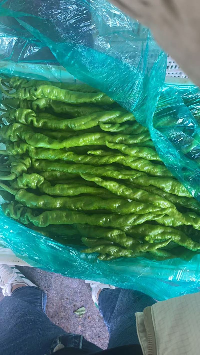 全裸螺丝椒货量充足对接市场批发电商辣椒线椒保质保量