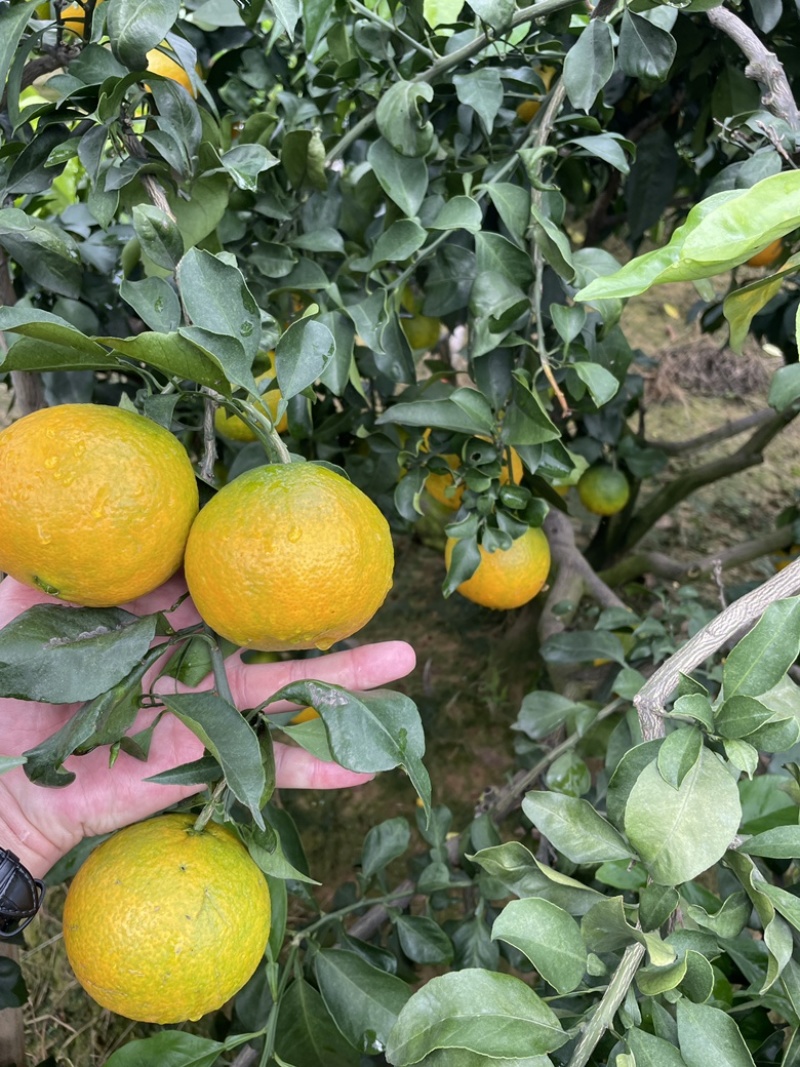 爱媛果冻橙