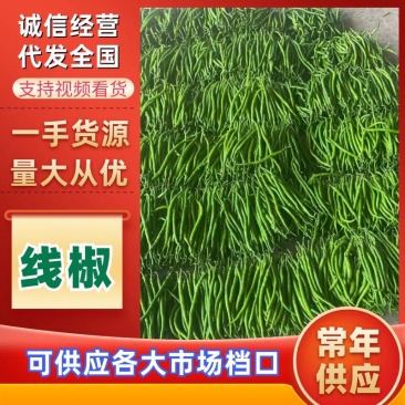 【优质线椒】青线椒尖椒螺丝椒品种齐全以质论价
