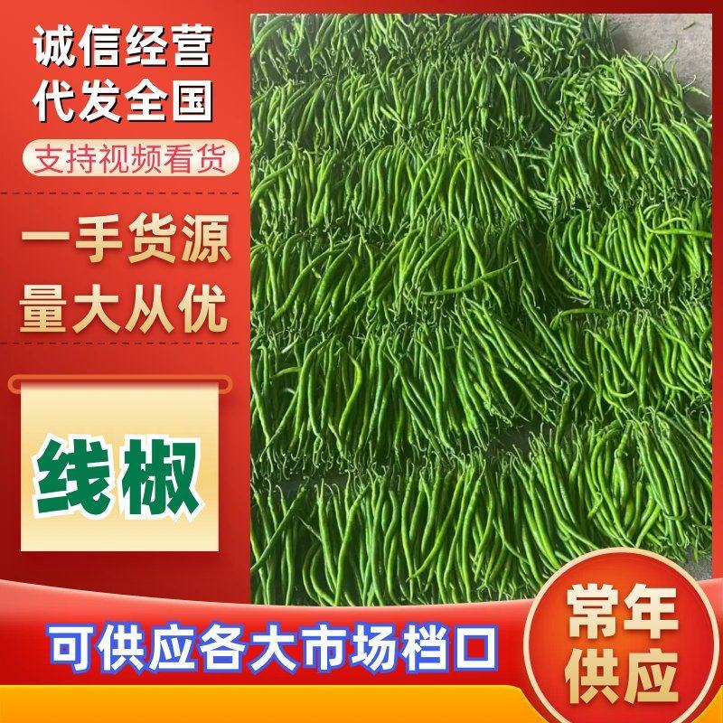 【优质线椒】青线椒尖椒螺丝椒品种齐全以质论价