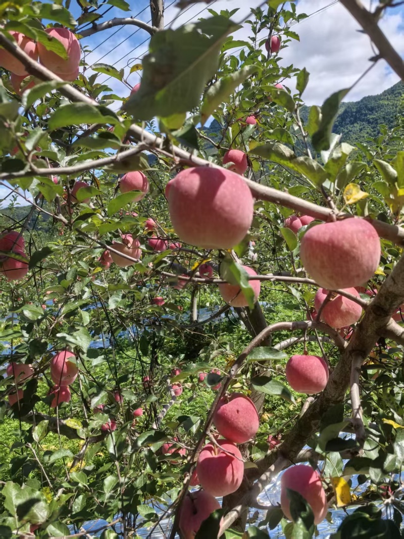 高山红富士