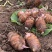 浙江红芽芋可代办