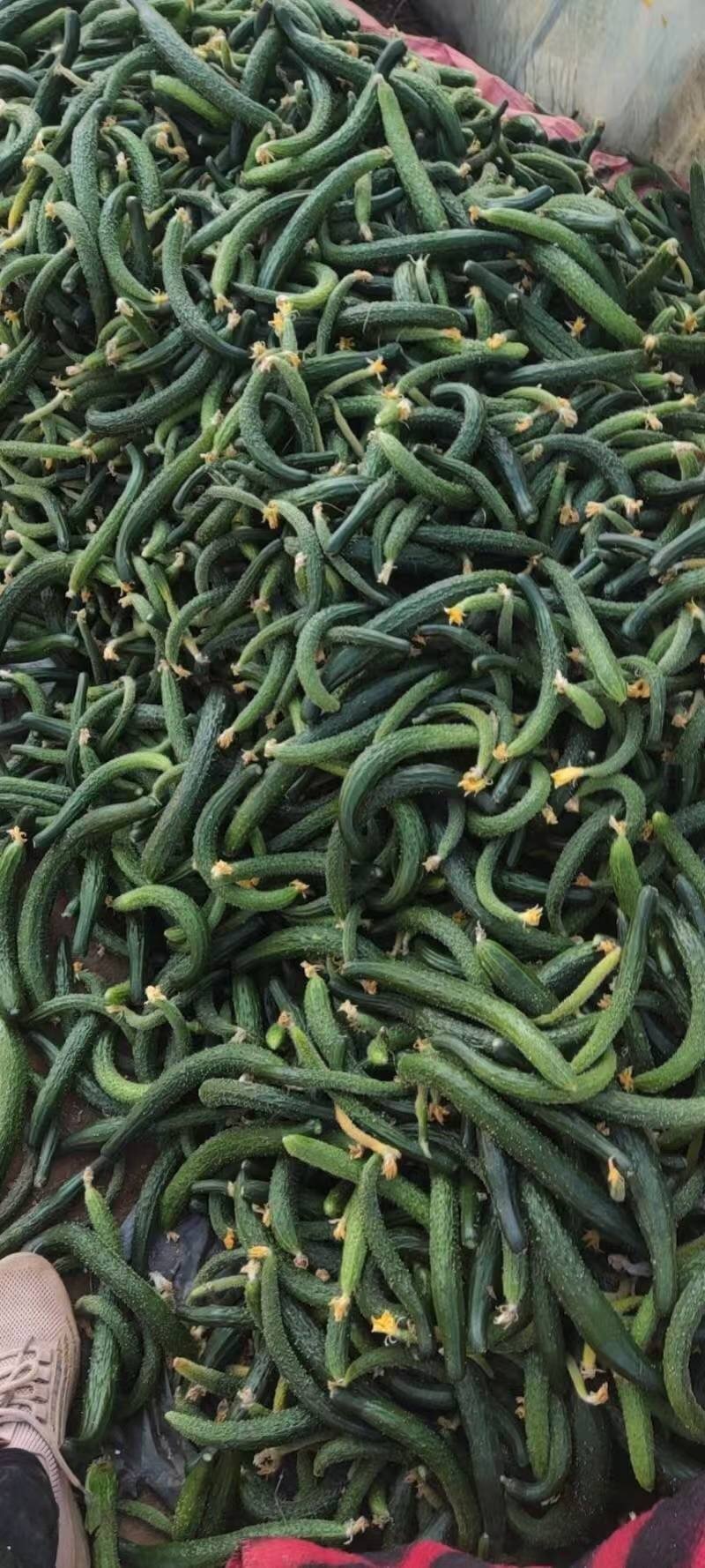 【腌黄瓜】莘县大量供应腌制黄瓜，量大价格从优，可视频看货