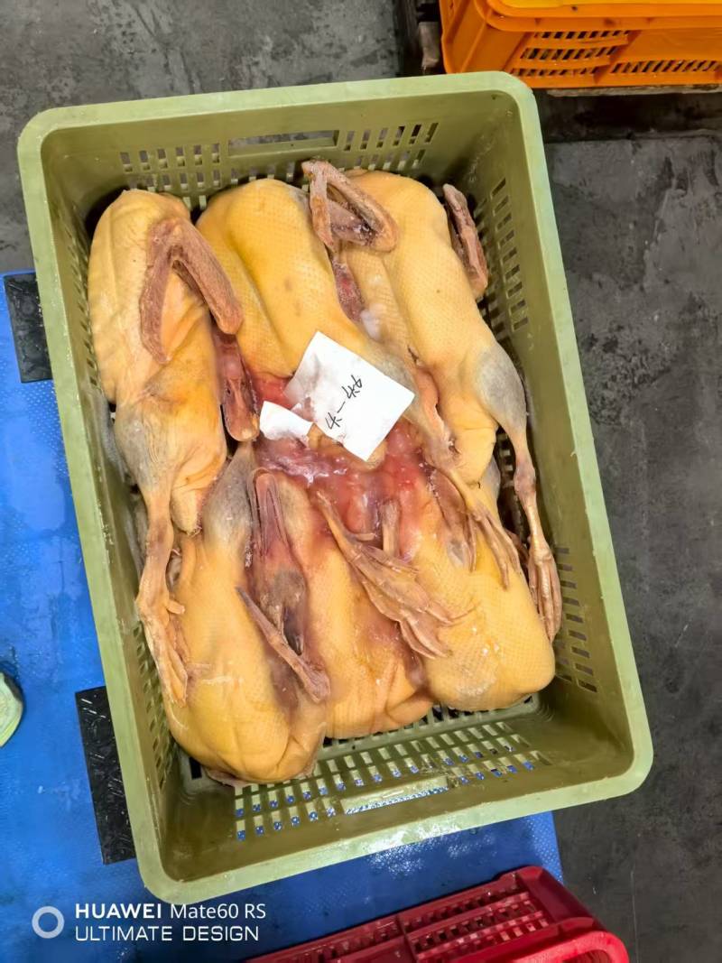 3-5斤的黄皮鸭，30吨